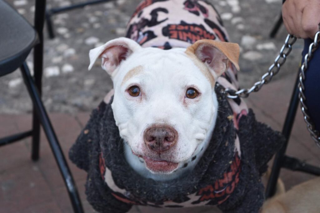 Arranca Estrategia CERA en Chicoloapan para fortalecer el cuidado animal