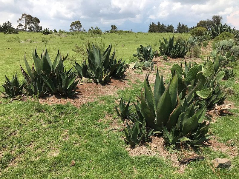 Impulsan cadena del agave pulquero en Edoméx