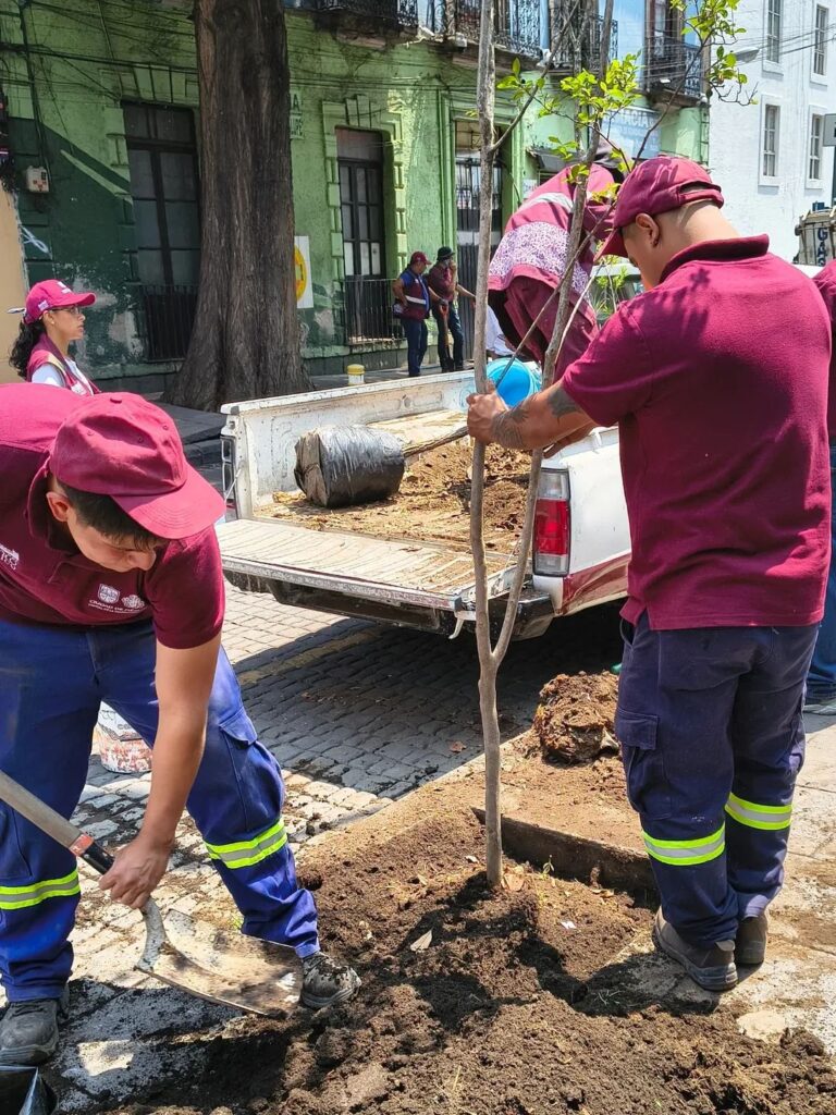 Reforestan y limpian el Centro Histórico de CDMX