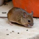 Ocho países evacúan crucero por hantavirus