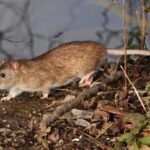 OMS confirma siete casos de hantavirus tras brote en crucero