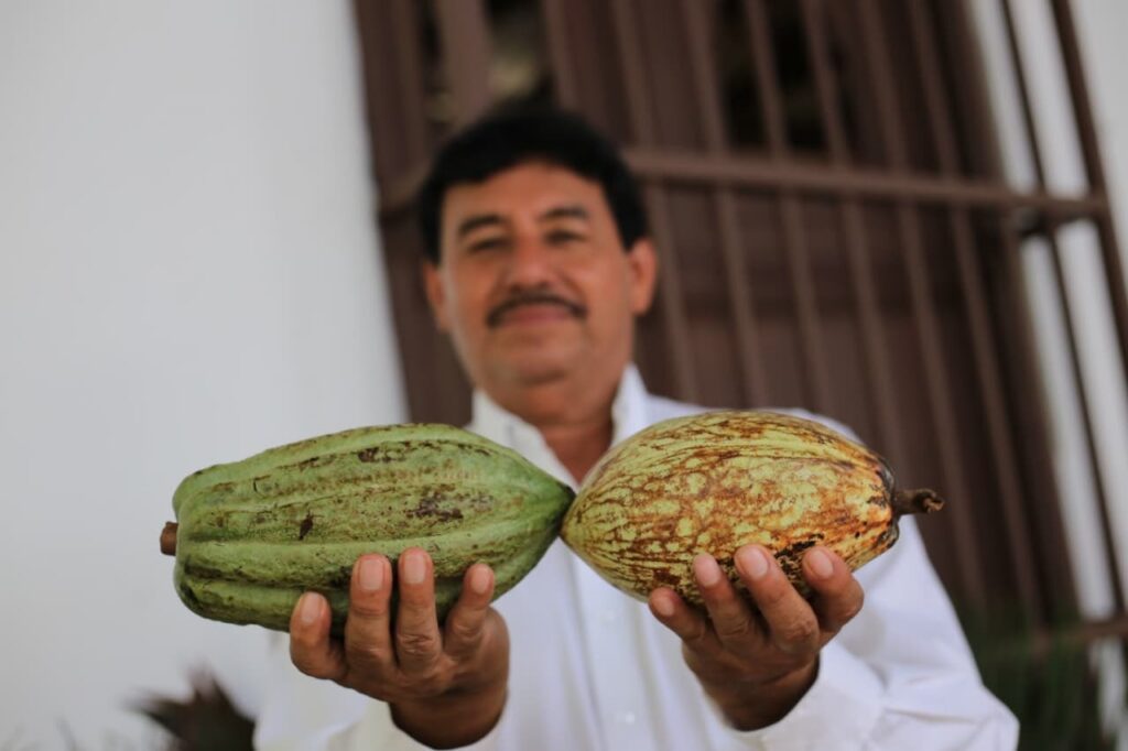Chocolate Bienestar impulsará cacao tabasqueño
