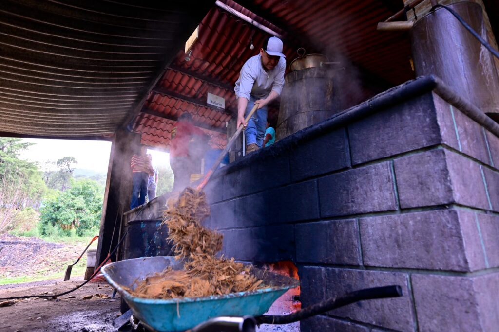 Mezcal