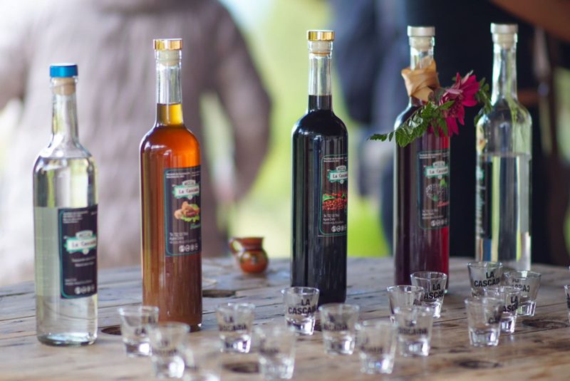 Impulsan Ruta del Mezcal y de la Flor en Edoméx