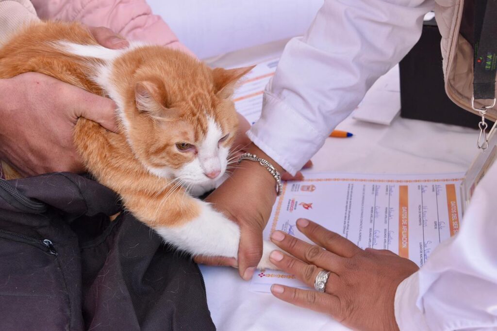 Estado de México estrena ley pionera de bienestar animal