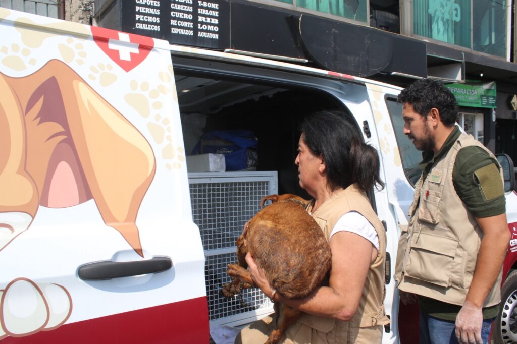 Estado de México estrena ley pionera de bienestar animal
