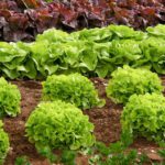 EE.UU. retira lechuga mexicana por brote de parásito