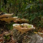 Hongosto 2026 ofrecerá 43 actividades para promover la conservación de los hongos en la CDMX