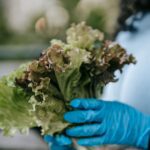 México descarta contaminación en lechuga de Taylor Farms, tras brote en EU