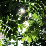 Seis alcaldías de la CDMX protegen árboles como Patrimonio Natural