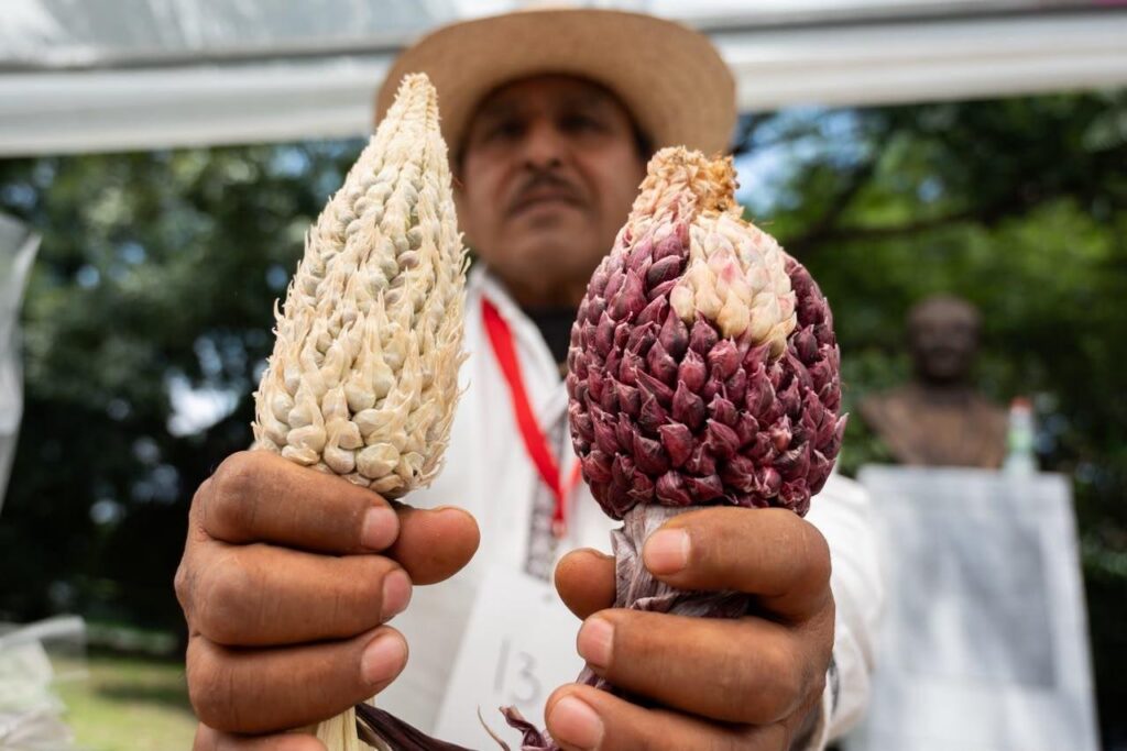 CDMX celebra al maíz como patrimonio y raíz cultural