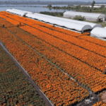 CDMX aumenta producción de cempasúchil en Xochimilco para el Día de Muertos